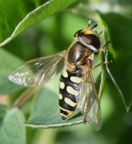 Réf. 243 668 : Eupeodes corollae